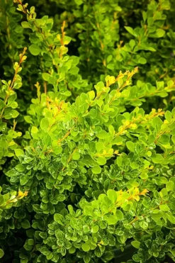 Lime Glow Japanese Barberry -The Tree Center lime glow japanese barberry 2 jpg webp