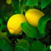 Lisbon Lemon Tree