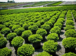 Little Gem Norway Spruce -The Tree Center little gem norway spruce 2 bush 600x450 1