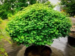 Little Gem Japanese Vine Maple