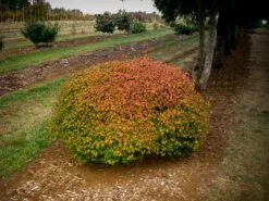 Little Gem Japanese Vine Maple -The Tree Center little gem vine maple 2 scaled 600x450 1