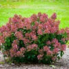 Little Quick Fire® Hydrangea