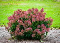 Little Quick Fire® Hydrangea