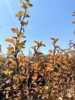 Little Angel Ninebark