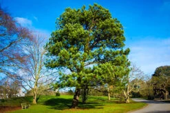 Loblolly Pine -The Tree Center loblolly pine 1 600x399 1