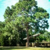 Longleaf Pine