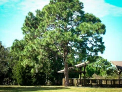 Longleaf Pine