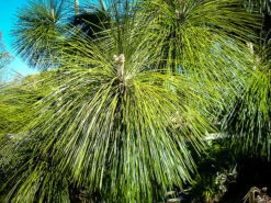 Longleaf Pine 5 Longleaf Pine -The Tree Center longleaf pine 3 600x450 1