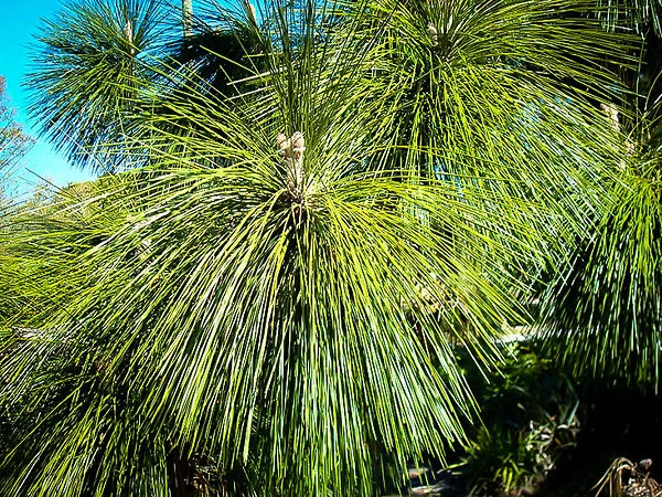 Longleaf Pine 3 Longleaf Pine - Image 3