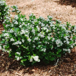 Low Scape® Mound Black Chokeberry