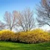 Lynwood Gold Forsythia