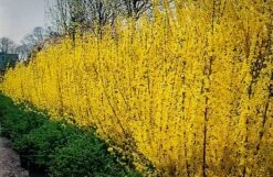 Lynwood Gold Forsythia -The Tree Center lynwood gold forsythia 2 600x391 1