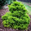 Magic Dragon Cryptomeria Japanese Cedar
