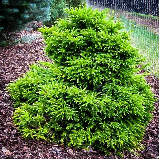 Magic Dragon Cryptomeria Japanese Cedar 1 Magic Dragon Cryptomeria Japanese Cedar