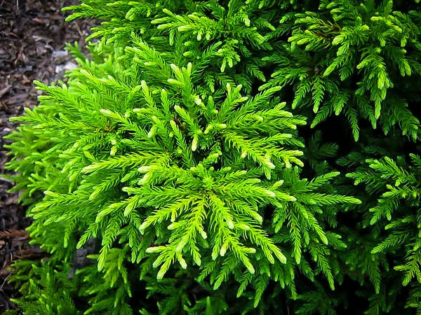 Magic Dragon Cryptomeria Japanese Cedar 2 Magic Dragon Cryptomeria Japanese Cedar - Image 2