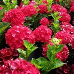Magical Ruby Red Hydrangea