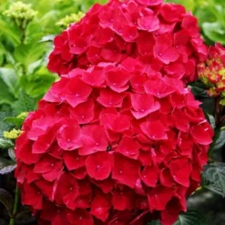 Magical Ruby Red Hydrangea -The Tree Center magical ruby red hydrangea 2 jpg webp e1695653332126