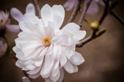 Centennial Blush Magnolia 7 Centennial Blush Magnolia -The Tree Center magnolia centennial blush 2 600x399 1