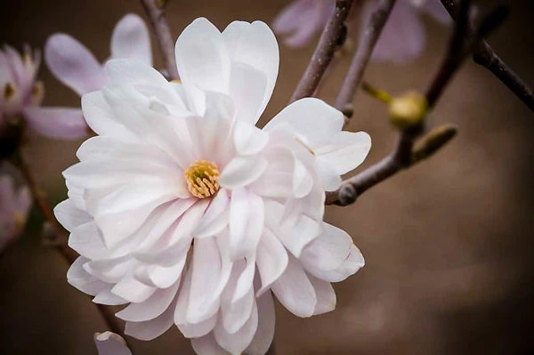 Centennial Blush Magnolia 4 Centennial Blush Magnolia - Image 4