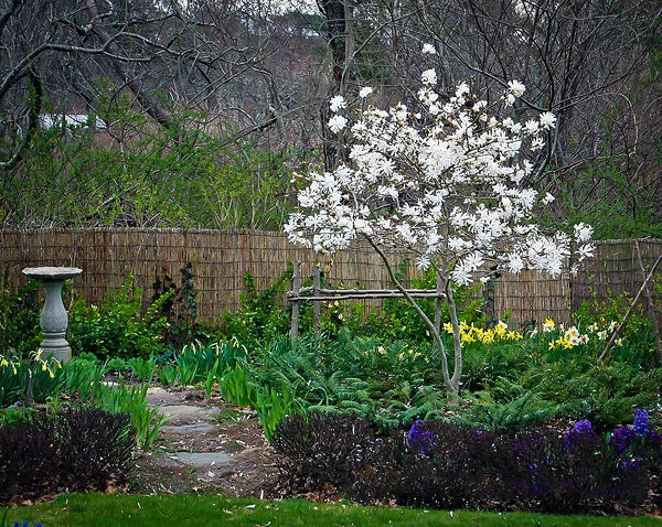 Centennial Blush Magnolia 1 Centennial Blush Magnolia