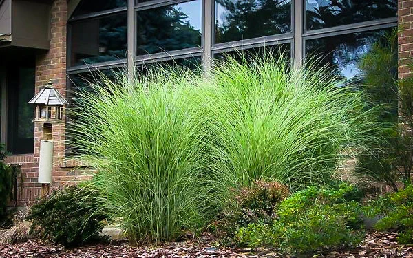 Maiden Grass 2 Maiden Grass - Image 2