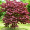 Merlot Redbud Tree