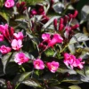 Merlot Rose Weigela