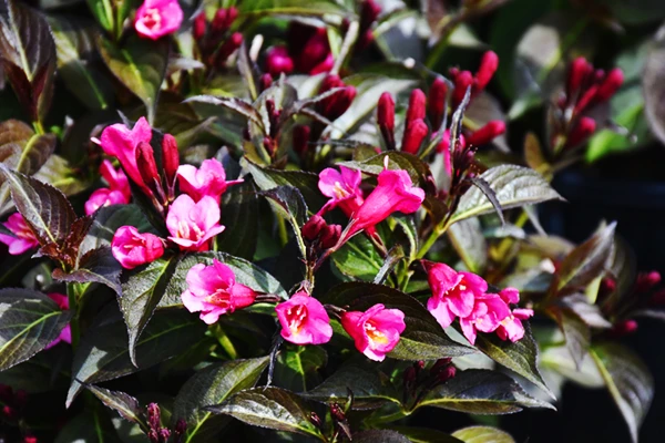 Merlot Rose Weigela 1 Merlot Rose Weigela