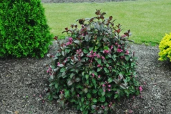 Merlot Rose Weigela 5 Merlot Rose Weigela -The Tree Center merlot rose weigela 2 600x399 1