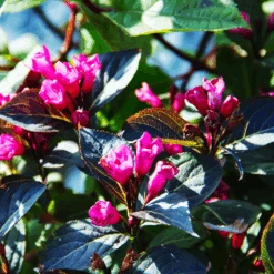 The Tree Center -The Tree Center merlot rose weigela 3 600x600 1
