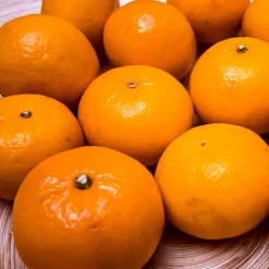 Miho Satsuma Orange Tree -The Tree Center miho satsuma 1 jpg webp
