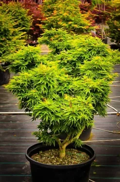 Mikawa Yatsubusa Japanese Maple