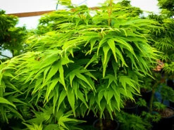 Mikawa Yatsubusa Japanese Maple -The Tree Center mikawa yatsubusa 3 600x450 1