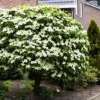 Milky Way Kousa Dogwood Tree