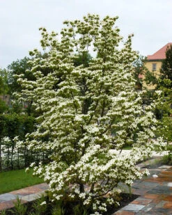 Milky Way Kousa Dogwood Tree -The Tree Center milky way kousa dogwood 3 1 600x750 1