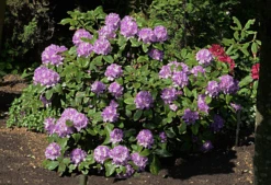 Minnetonka Rhododendron -The Tree Center minnetonka rhododendron 1 1 600x411 1