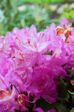 Minnetonka Rhododendron