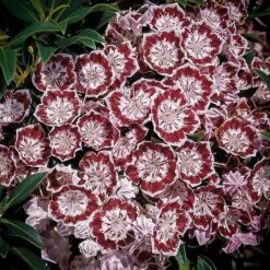 Minuet Mountain Laurel -The Tree Center minuet mountain laurel 1 600x600 1
