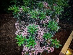 Minuet Mountain Laurel -The Tree Center minuet mountain laurel 2 scaled 600x450 1