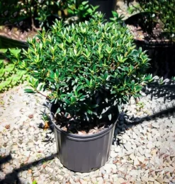 Minuet Mountain Laurel