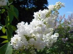 Miss Ellen Wilmott Lilac