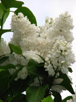 Miss Ellen Wilmott Lilac 5 Miss Ellen Wilmott Lilac -The Tree Center miss ellen willmott lilac 2 scaled 600x800 1