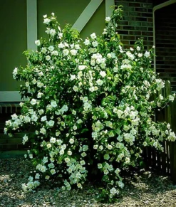 Mock Orange -The Tree Center mock orange 1 jpg webp