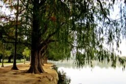Montezuma Cypress -The Tree Center montezuma cypress 3 600x401 1