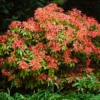 Mountain Fire Pieris