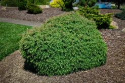 Mushroom Japanese Cedar