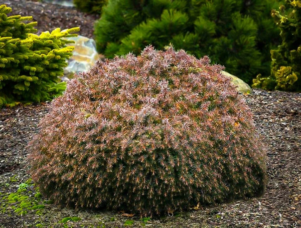 Mushroom Japanese Cedar 2 Mushroom Japanese Cedar - Image 2