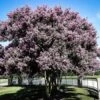Muskogee Crape Myrtle
