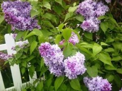 Nadezhda Hope Lilac -The Tree Center nadezhda lilac 2 600x450 1