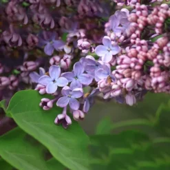Nadezhda Hope Lilac -The Tree Center nadezhda lilac 3 notsureaboutthisone jpg webp